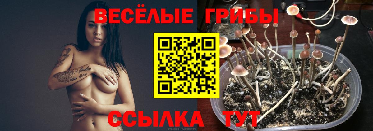 Камень-на-Оби  Псилоцибиновые грибы мицелий  Вход с VPN 